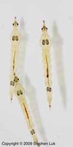 Chaoborus larvae